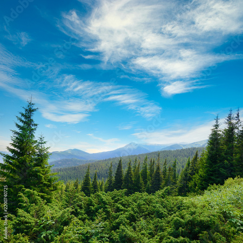 Panoramic View of Lush Green Coniferous Forest in Carpathian Mountains Under Bright Blue Sky with Wispy White Clouds During Summer Season Ideal for Travel and Nature Backgrounds.