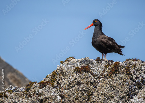 Fotografía Black Oystercatcher on a Barnacle-covered Rock