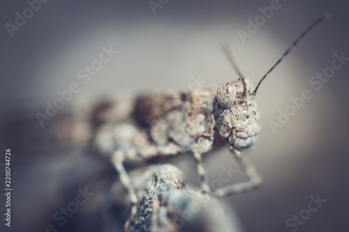 Grasshopper macro close-up portrait