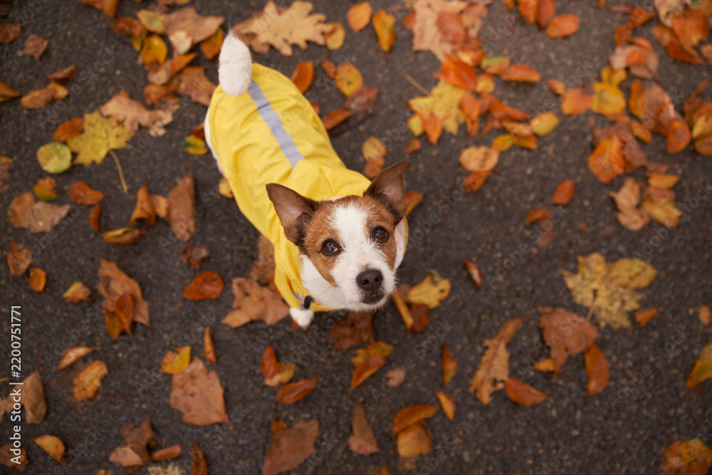 Obraz premium Jack Russell Terrier wears a yellow raincoat while standing on colorful foliage. Overhead perspective highlights the small dog during a cozy seasonal fall walk.