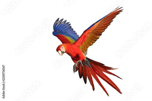 Colorful flying Scarlet Macaw parrot isolated on transparent background png file