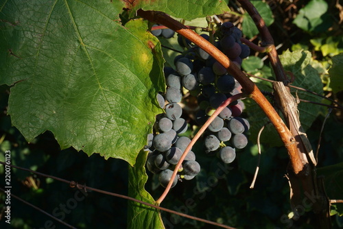 Horizontal close up of ripe dark purple grapes and large green leaf on a woody vine. Traditional autumn vineyard harvest in bright sunlight. Rustic agricultural background for wine tasting web banner