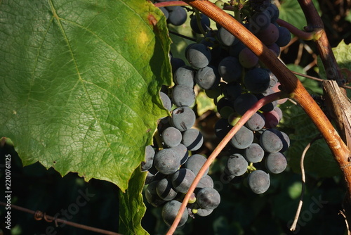 Macro of ripe dark purple grapes and textured green leaf with diagonal woody vine in foreground. Rustic autumn vineyard harvest in bright sunlight. Organic agriculture wine tasting background.