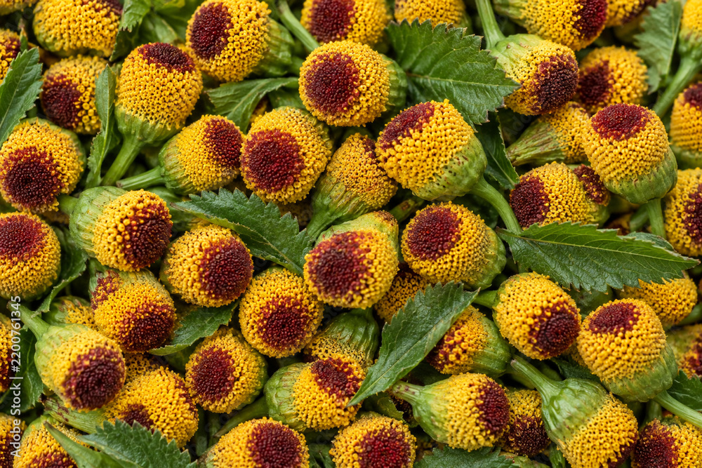 Fototapeta premium Jambu Flower Heads Yellow Red Button Texture