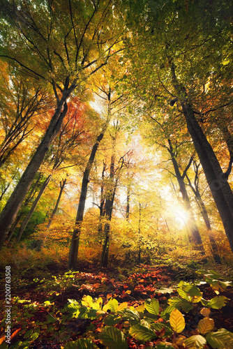 Colorful forest in autumn, with beautiful rays of sunlight. Backlit wide-angle landscape shot with vibrant fall colors and the sun behind the majestic trees. 