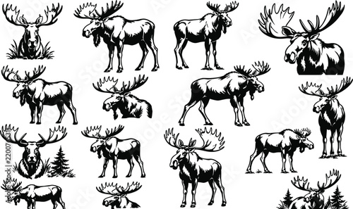 Comprehensive Collection of Moose Vector Illustrations: Majestic Bull Moose Silhouettes and Headshots for Wildlife Lovers, Hunting Clubs, Nature Design Projects, and Forest Animal Graphics
