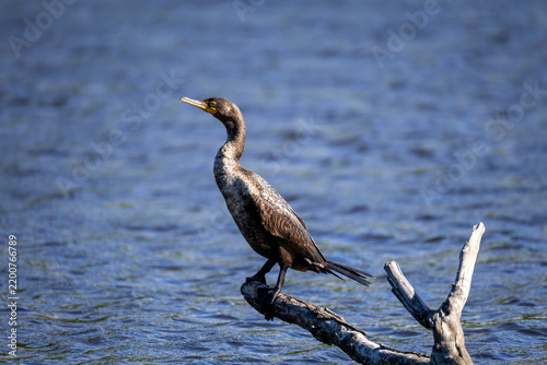 Obraz na płótnie cormorants on water