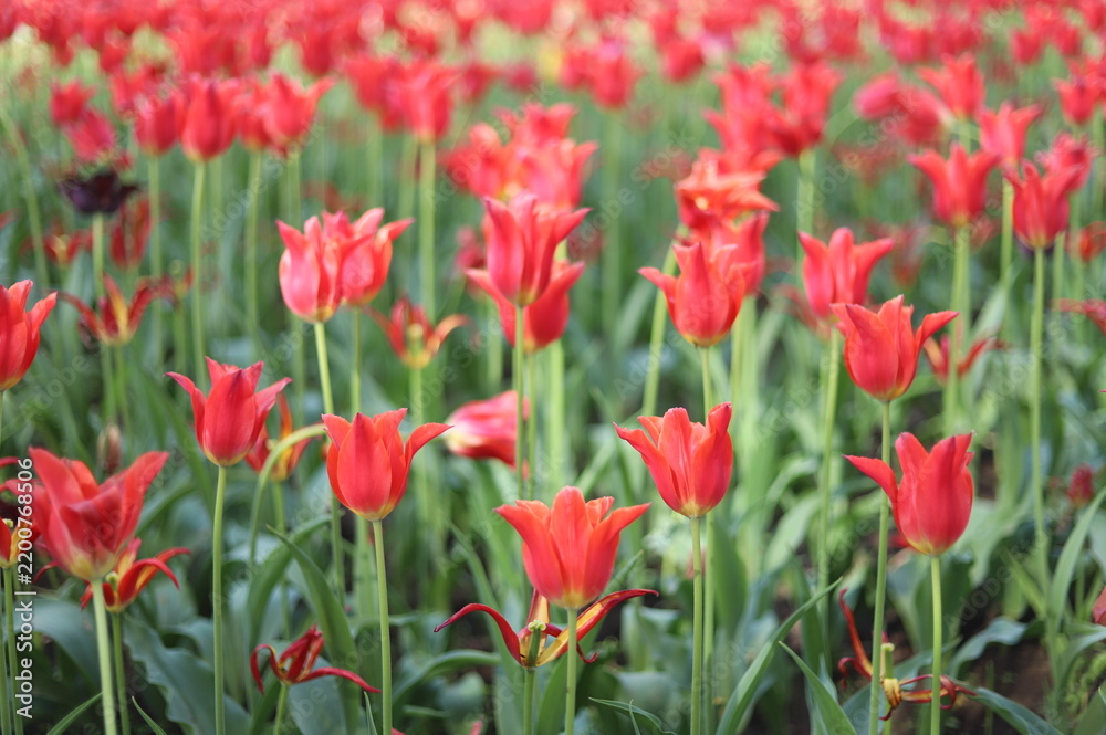 Obraz premium Pretty Woman Tulip Red Lily-Flowered Tulips in Full Bloom at the Canadian Tulip Festival, Ottawa, Ontario, Canada