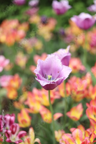 Beautiful Purple Tulips in Full Bloom at the Canadian Tulip Festival, Ottawa, Ontario, Canada