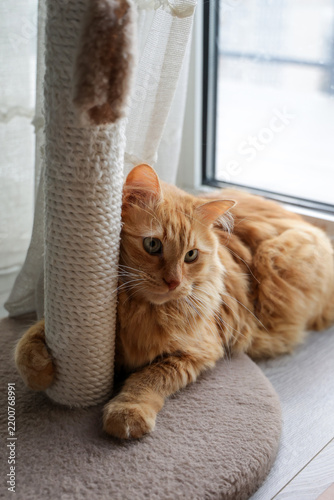 Ginger Cat Scratching Post Near Window