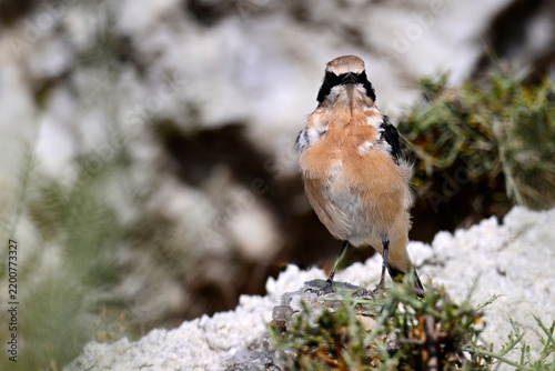 Obraz na plátně Western black-eared wheatear // Maurensteinschmätzer (Oenanthe hispanica) - Cast