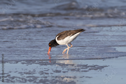 Foto oystercatcher