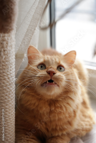 Orange Cat Looking Up with Mouth Open Near a Window