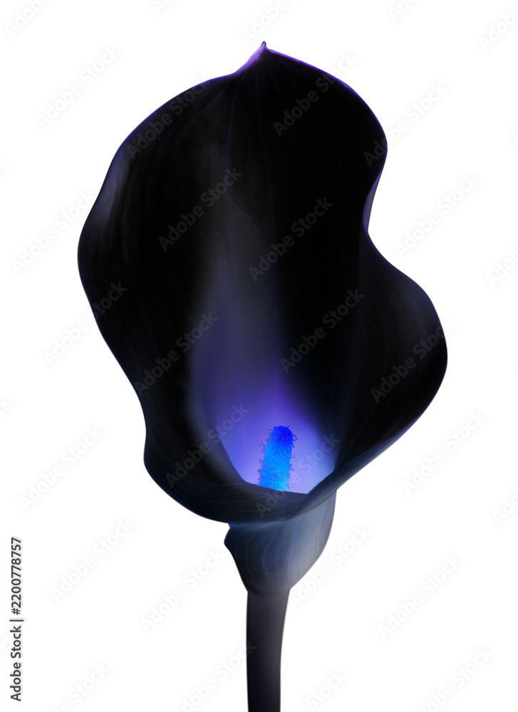 Obraz premium PNG black calla lily flower, negative effect design
