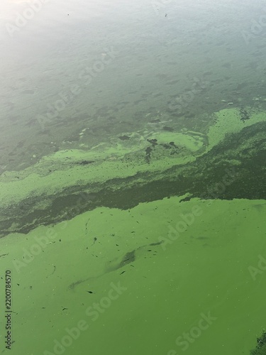 Foto Green algae bloom covering freshwater pond surface, environmental pollution, eut