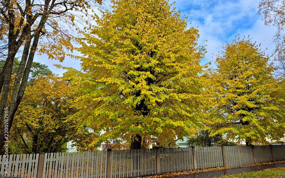 Obraz premium Poetic forest landscape with bright yellow leaves on sunny autumn day