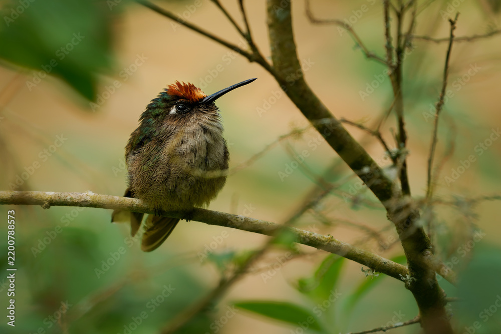 Obraz premium Tolima Blossomcrown, Anthocephala berlepschi -- rare endangered hummingbird species endemic to Colombia, fluffed orange-crowned bird perched in Andean cloud forest of Tolima, Cordillera Central