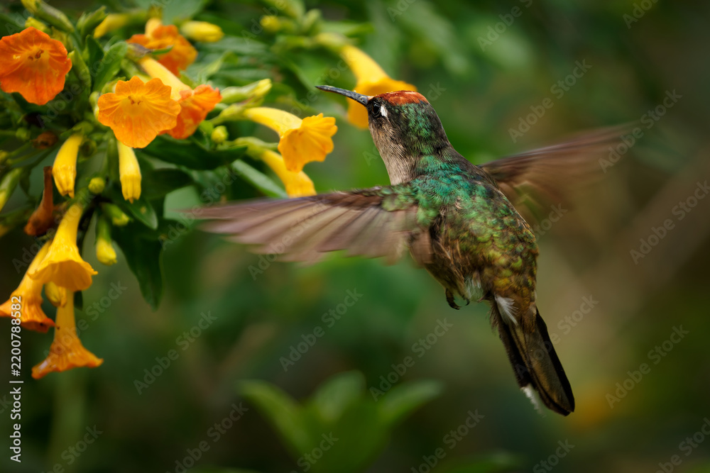 Fototapeta premium Tolima Blossomcrown, Anthocephala berlepschi -- Colombia's endangered endemic hummingbird hovers and feeds on orange trumpet flowers, wings outstretched in motion, Andean cloud forest