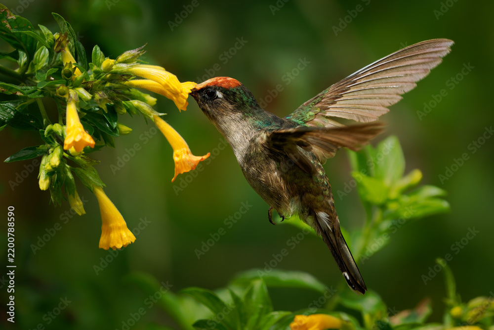 Obraz premium Tolima Blossomcrown, Anthocephala berlepschi -- rare Colombian endemic hummingbird feeding on yellow trumpet flowers, hovering with wings raised in Andean cloud forest, Tolima, Cordillera Central