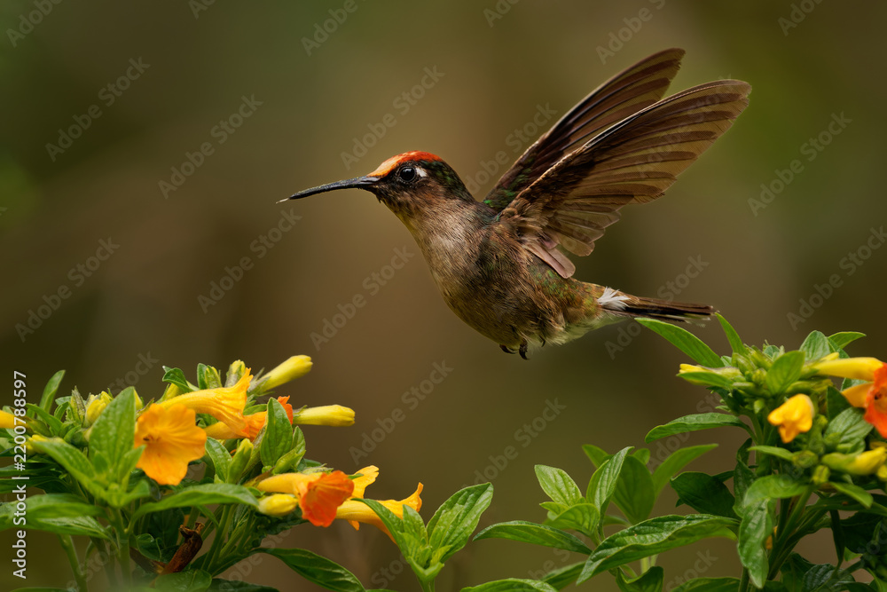 Obraz premium Tolima Blossomcrown, Anthocephala berlepschi -- Colombia's rare endangered hummingbird hovers with wings raised above blooming trumpet flowers in misty Andean cloud forest, Tolima, Cordillera Central