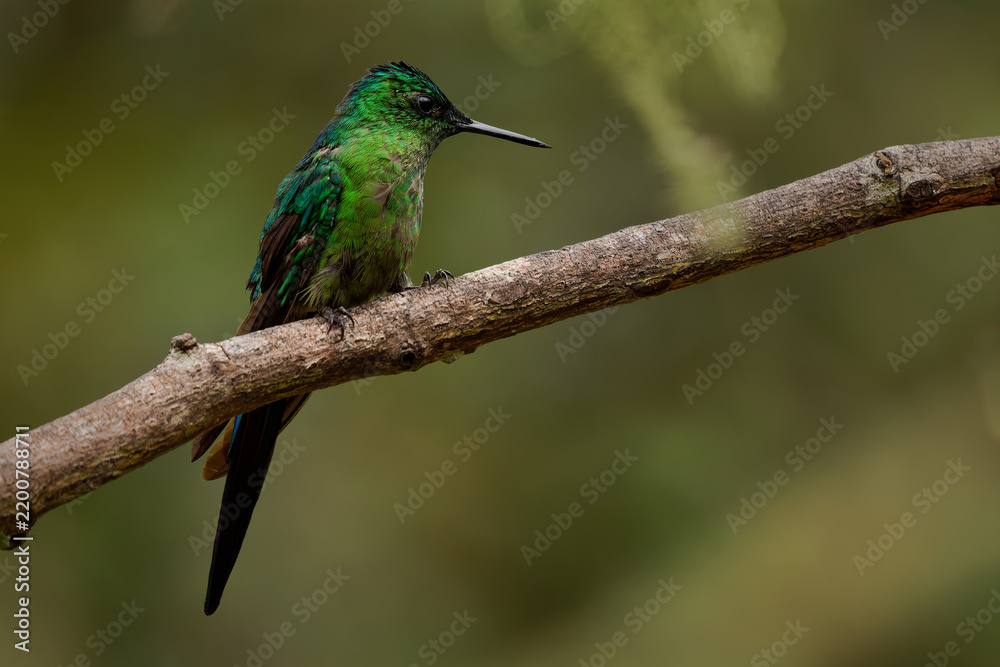 Fototapeta premium Long-tailed Sylph, Aglaiocercus kingii -- hummingbird perched on a branch, brilliant emerald green iridescent plumage, tail folded down, resting in Colombian Andean cloud forest habitat