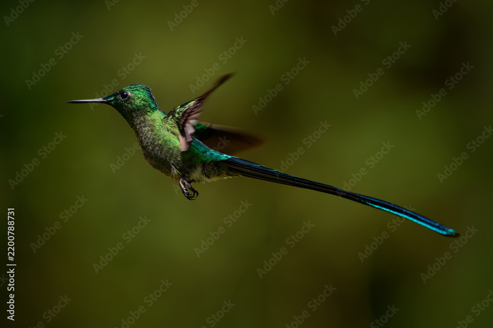 Obraz premium Long-tailed Sylph, Aglaiocercus kingii -- male hummingbird hovering in flight, iridescent green body and spectacular long forked tail streamers trailing behind in Colombian Andean cloud forest
