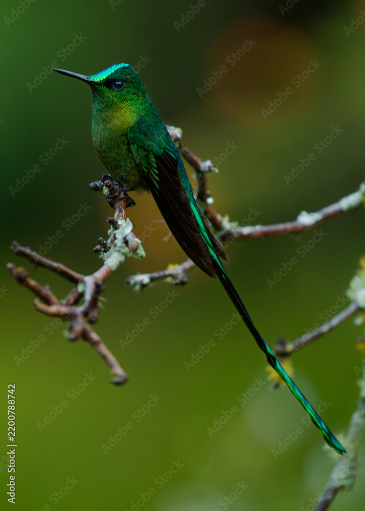 Obraz premium Long-tailed Sylph, Aglaiocercus kingii -- male hummingbird perched on lichen-covered branch, spectacular elongated tail streamers hanging below, iridescent green plumage, Colombian cloud forest