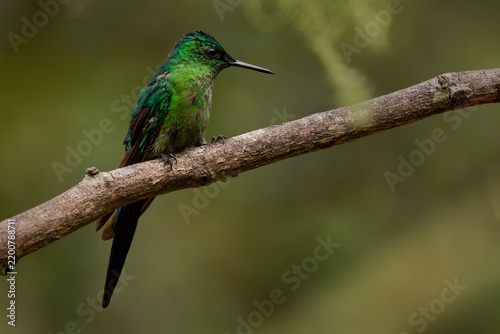 Fotografie Long-tailed Sylph, Aglaiocercus kingii -- hummingbird perched on a branch, brill