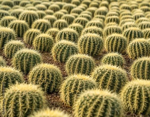Fotografía A cactus plant growing in a natural desert environment, showcasing its distinctive shape, green texture, spines, and adaptation to dry conditions
