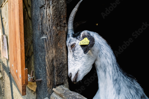 Obraz na plátne Goat looking out from a cabin window