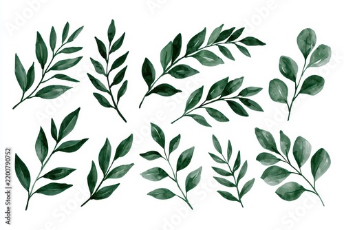 Collection of various green watercolor leaves and branches isolated on white background