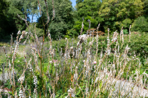 Persicaria alba junior flowers in bloom