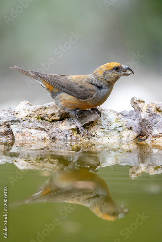 Common Crossbill (Loxia curvirostra) photographed in Spain