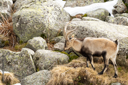 Iberian ibex (Capra pyrenaica) photographed in Spain