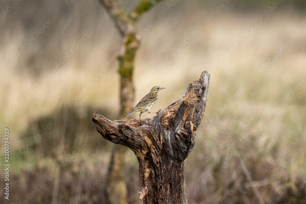 Obraz premium Meadow Pipit on a Tree Stump