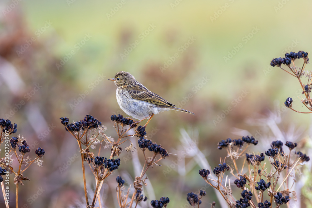 Fototapeta premium Meadow Pipit on Seed Heads