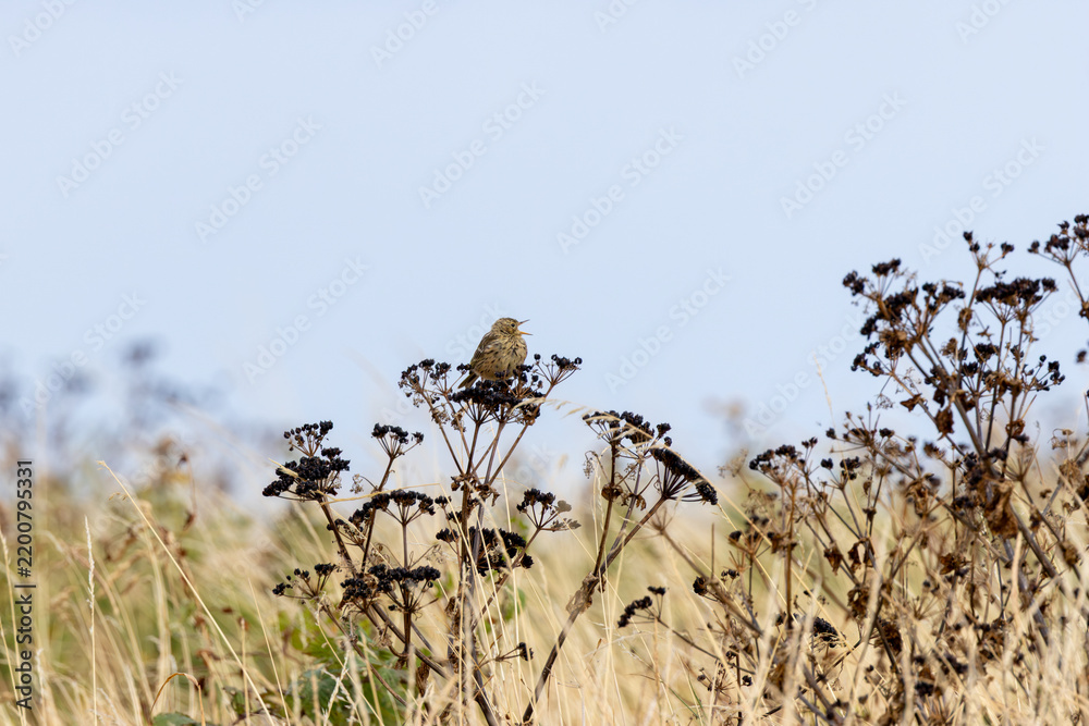 Fototapeta premium Meadow Pipit Singing on Seed Heads