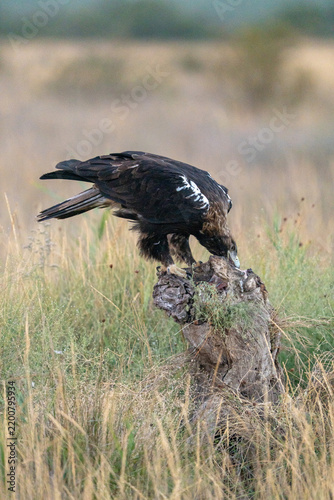 Iberian Imperial Eagle (Aquila adalberti) photographed in Spain