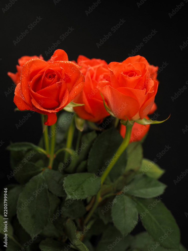 Fototapeta premium Vibrant orange roses bloom against dark background. Green stems and leaves add contrast. Image captures elegance and romance. Great for wedding, love, or luxury themes