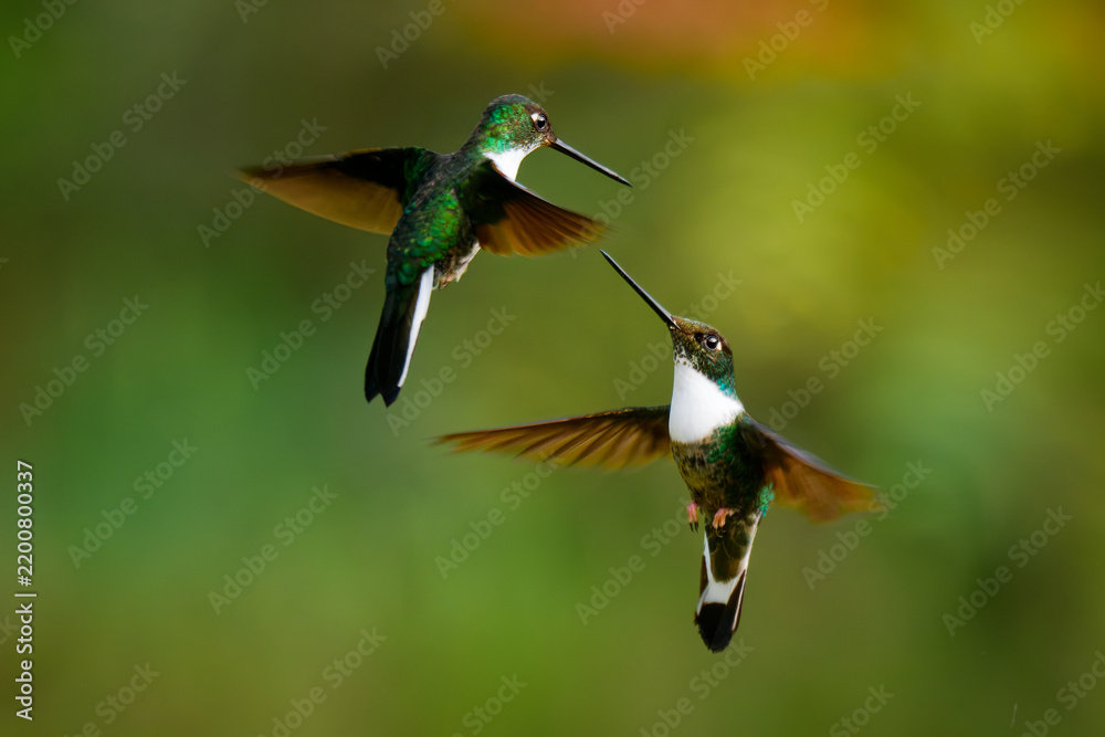 Fototapeta premium Collared Inca, Coeligena torquata -- two hummingbirds clash mid-air in territorial dispute, bills nearly touching, white collar markings and iridescent green plumage, Colombian Andean cloud forest