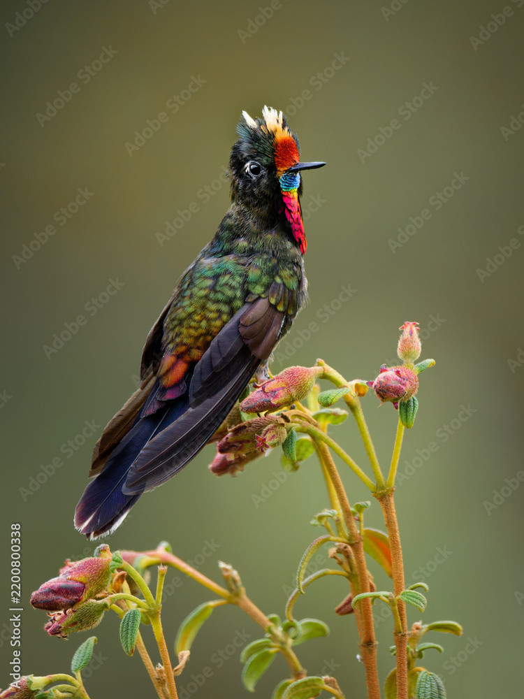 Obraz premium Rainbow-bearded Thornbill, Chalcostigma herrani -- striking close-up portrait of hummingbird's rainbow-hued iridescent gorget and cream crest, perched among flower buds in Colombian Andean paramo