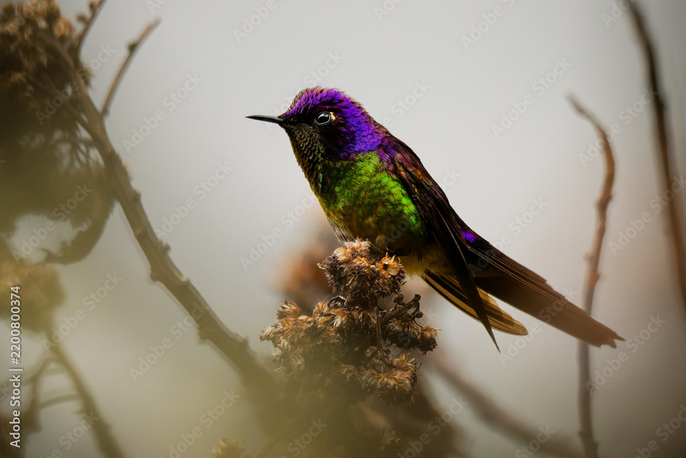 Obraz premium Purple-backed Thornbill, Ramphomicron microrhynchum -- tiny hummingbird's brilliant violet-purple crown and emerald body glow, perched on dried seed head in foggy Colombian Andean paramo