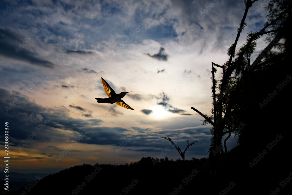 Fototapeta premium Buff-tailed Coronet, Boissonneaua flavescens -- dramatic silhouette of hummingbird in flight, wings glowing gold against a vivid sunset sky over the Colombian Andes mountains at dusk