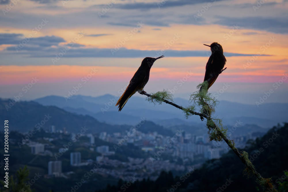 Obraz premium Buff-tailed Coronet, Boissonneaua flavescens -- two hummingbirds perched in silhouette overlooking a Colombian Andean city skyline at sunset, dramatic sky, scenic mountain viewpoint at dusk