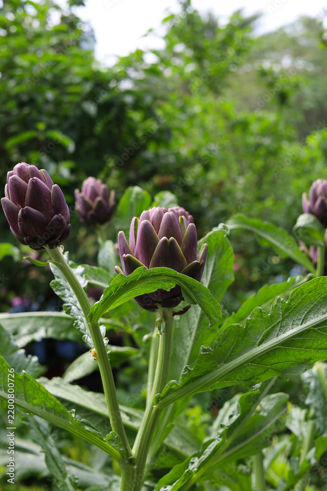 Obraz premium Purple and green artichoke flower buds.