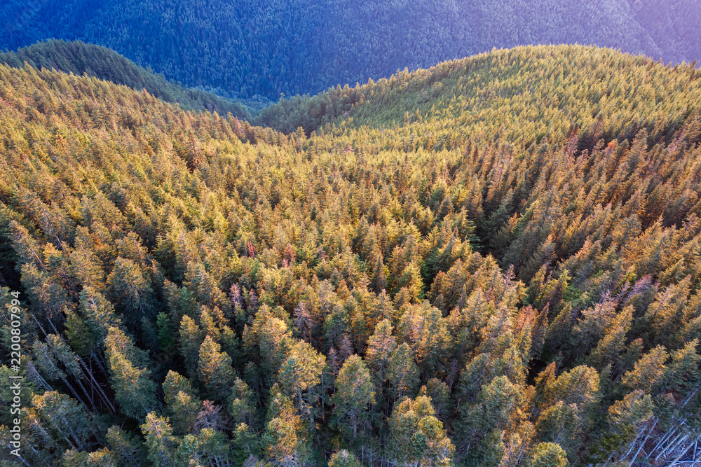Obraz premium Aerial View of Evergreen Forests at Sunset Near Chilliwack BC Canada With Rolling Hills