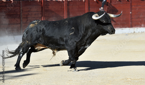 Cuadro en lienzo a strong bull with big horns in the bullring in a traditional spectacle of bullf