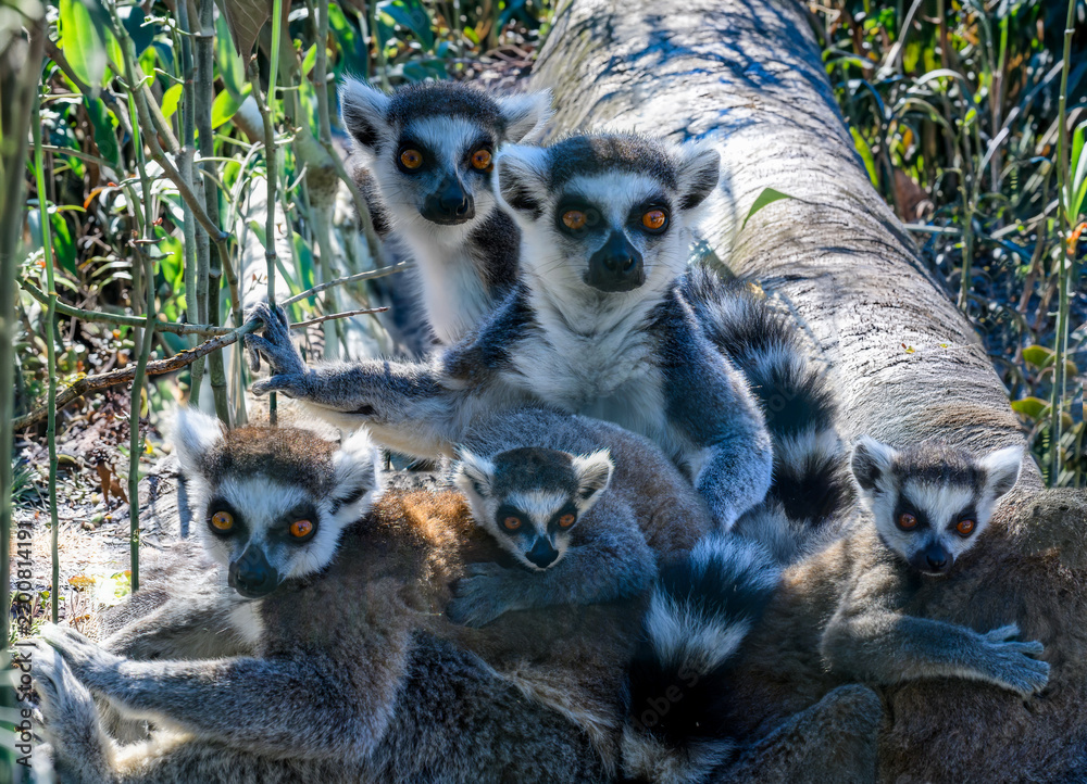 Obraz premium Famille de lémuriens catta (Lemur catta) réunie sur un tronc d'arbre, adultes et jeunes aux grands yeux orangés