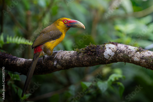 Obraz na plátně Araçari-banana / Saffron Toucanet / Pteroglossus bailloni