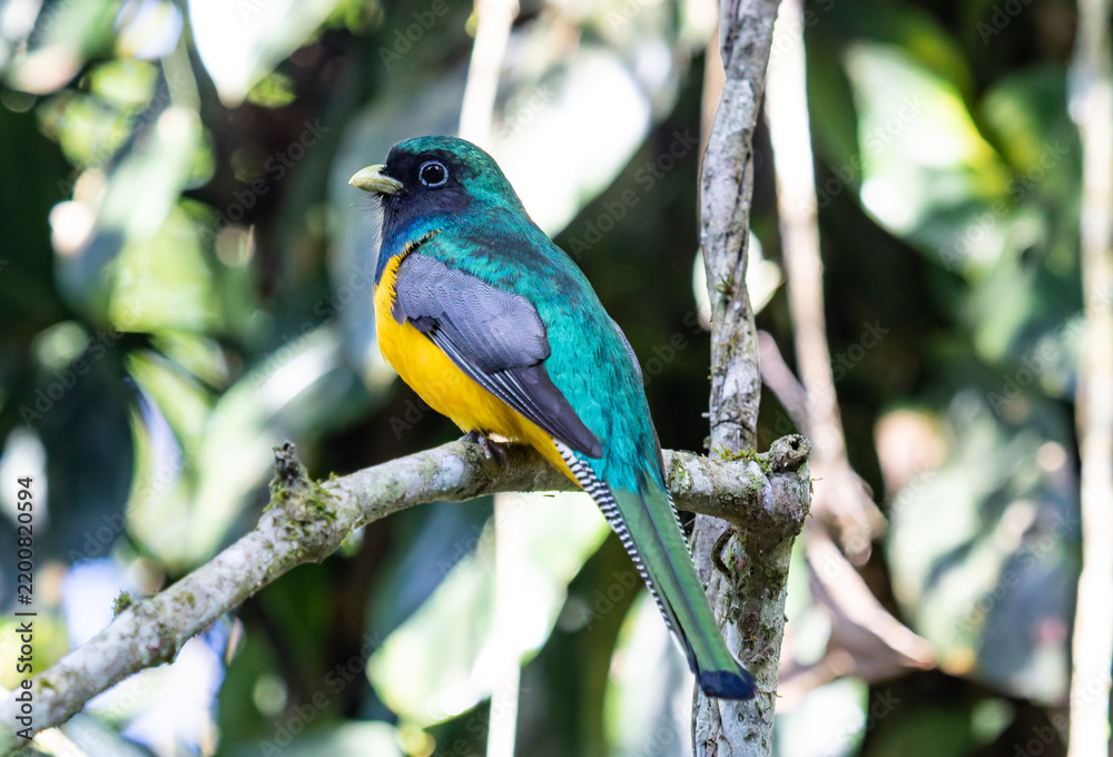 Fototapeta premium Colorful Male Trogon Perched in Tropical Rainforest